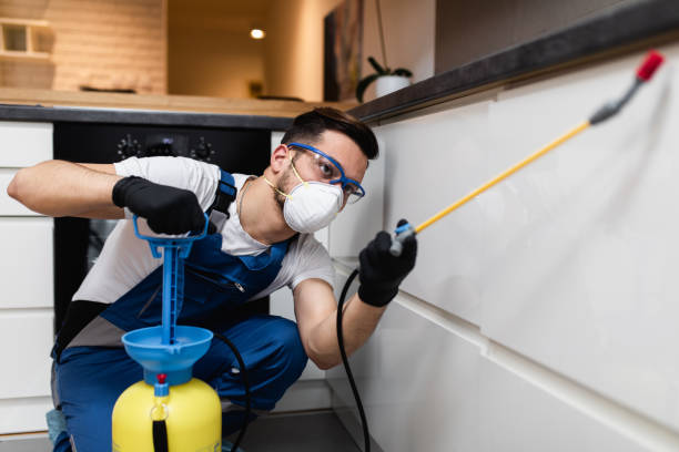 Best Local Pest Control Services  in Rancho Palos Verdes, CA
